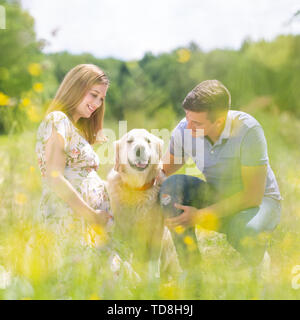 Junge glücklich schwanger Paar petting es Golden Retriever Hund draußen in der Wiese. Stockfoto