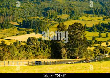 Kühe auf Bauernhöfen an den Ufern des See Llanquihue, X Region de Los Lagos, Chile Stockfoto