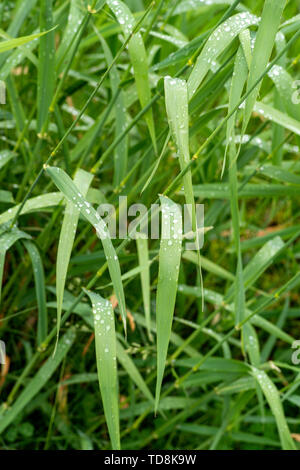 Foto von Gras an einem bewölkten Tag mit Regentropfen Perlen bis auf die Blätter. Stockfoto