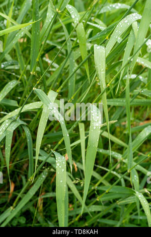 Foto von Gras an einem bewölkten Tag mit Regentropfen Perlen bis auf die Blätter. Stockfoto