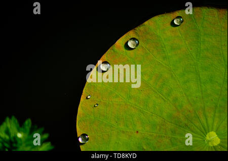 Perlen von Wasser auf lotusblättern Stockfoto
