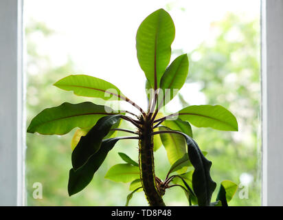 Zimmerpflanze Euphorbia leuconeura auf dem Fenster mit Licht verschwommenen Hintergrund. Stockfoto