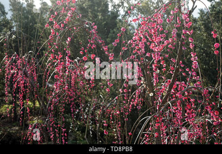 Mudanjiang Mei Garten Stockfoto