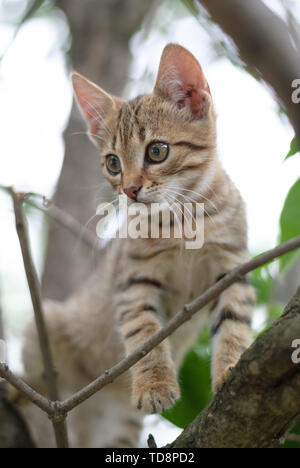Cute tabby Kätzchen auf einen Baum. Europäisch Kurzhaar. Close-up Stockfoto