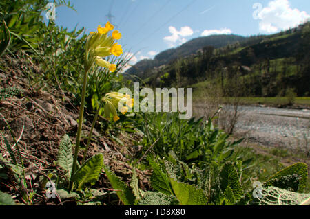 Primula Veris; Cowslips auf dem Talboden in der Nähe von Flums, Schweizer Alpen Stockfoto