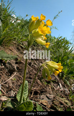 Primula Veris; Cowslips auf dem Talboden in der Nähe von Flums, Schweizer Alpen Stockfoto