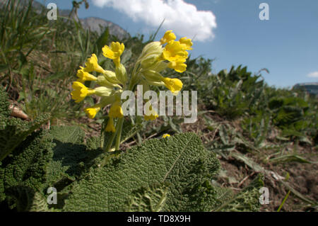 Primula Veris; Cowslips auf dem Talboden in der Nähe von Flums, Schweizer Alpen Stockfoto