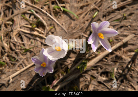 Crocus vernus; alpine Crocus albiflorus blühen am Flumserberg im Frühjahr Stockfoto