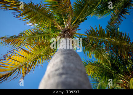 Palmen und blauem Himmel von niedrigen Winkel in Key West, Florida Stockfoto