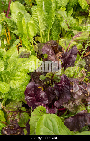 Fordhook Riese Mangold und roten Rüben in einem Garten in Maple Valley, Washington, USA. Stockfoto