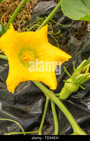 Grau Zucchini wachsen in einem Garten in Maple Valley, Washington, USA. Grau Zucchini ist eine alte Sorte mit einem guten Geschmack wie viele Erbstücke. Stockfoto