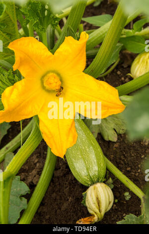 Grau Zucchini wachsen in einem Garten in Maple Valley, Washington, USA. Grau Zucchini ist eine alte Sorte mit einem guten Geschmack wie viele Erbstücke. Stockfoto