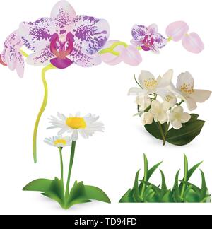 Blumen Orchidee, Jasmin, chomomile und grünes Gras isoliert weißer Hintergrund. 3d-realistisch. Blumen in der Nähe. Vektor Illustrator. Stock Vektor