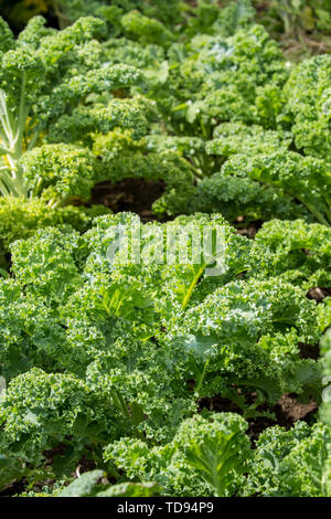 Vates Blau geringelt Kale wächst in einem Garten in Maple Valley, Washington, USA Stockfoto