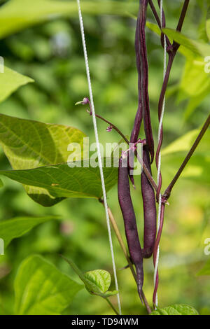 Violett Podded Fadenlos pole Beans in einem Garten in Maple Valley, Washington, USA Stockfoto