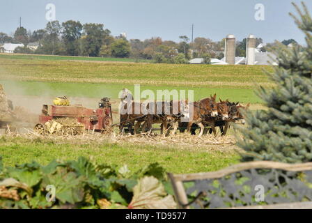 Amischen Familie der Ernte der Felder auf einen Herbst Tag Stockfoto