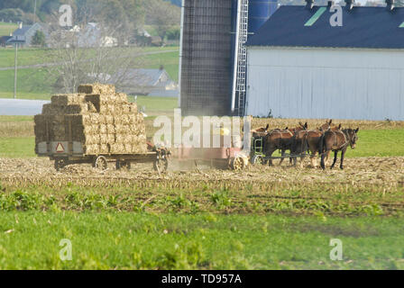 Amischen Familie der Ernte der Felder auf einen Herbst Tag Stockfoto