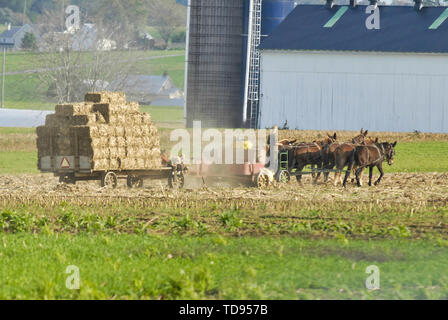 Amischen Familie der Ernte der Felder auf einen Herbst Tag Stockfoto