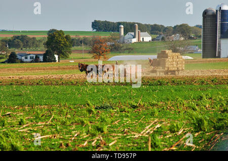 Amischen Familie der Ernte der Felder auf einen Herbst Tag Stockfoto