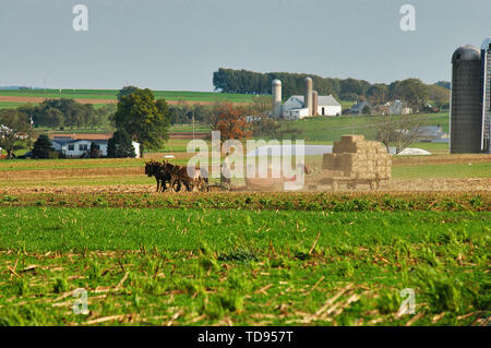 Amischen Familie der Ernte der Felder auf einen Herbst Tag Stockfoto