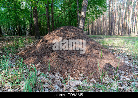 Nahaufnahme Bild eines Hugh Ameisenhügel im Wald Stockfoto