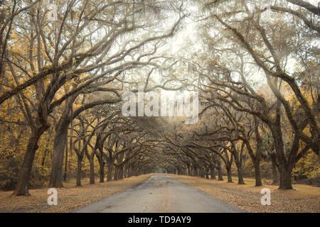 Die Eichen gesäumte Einfahrt in Savannah, Georgia Stockfoto