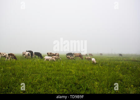 Die pastorale Landschaft der chinesisch-russischen Grenze Stockfoto