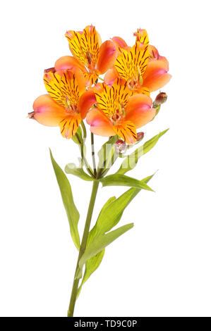 Orange und Gelb alstroemeria Blumen gegen Weiße isoliert Stockfoto