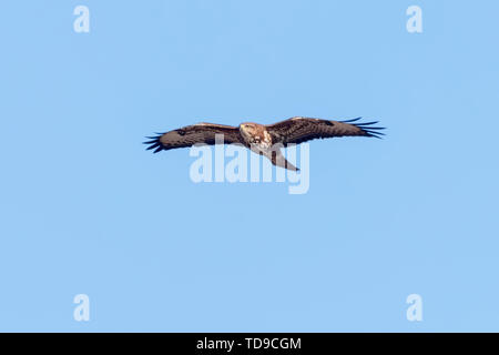 Mäusebussard (Buteo buteo) im Flug, Rückansicht Stockfoto