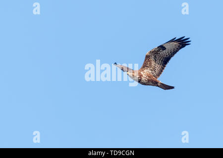 Mäusebussard (Buteo buteo) im Flug, Rückansicht Stockfoto