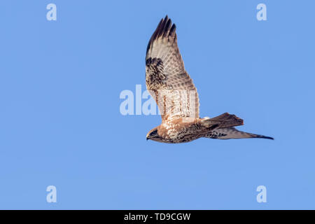 Mäusebussard (Buteo buteo) im Flug, Rückansicht Stockfoto