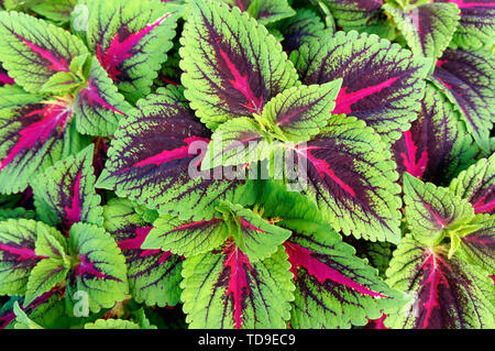 Verschlüsse von grünen und roten Coleuspflanzenblättern (Plectranthus scutellarioides) Stockfoto