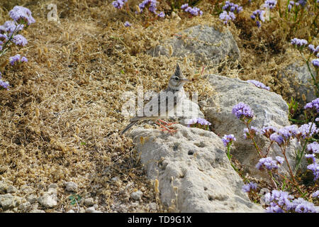 Crested Lark, Galerida cristata cypriaca, Haubenlerche, Paphos, Zypern, Europa Stockfoto