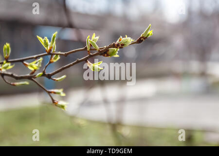Junge Blätter, Knospen und Triebe auf einem Ast im Frühjahr im Sonnenlicht in der Unschärfe Stockfoto