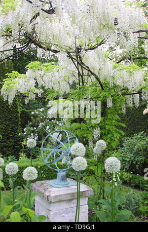 Weißen Glyzinien'Alba' Clematis 'Hochzeit' und weiss alliums Teil der Weißen Garten an Renishaw Hall und Gärten, Derbyshire, England - Juni form Stockfoto