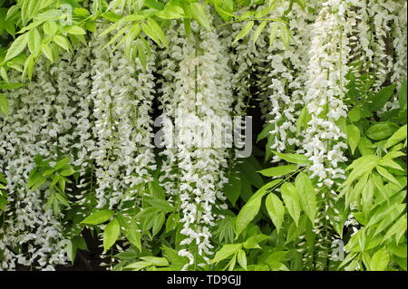 Wisteria. Weiße blütentrauben Wisteria in Blüte in einem Englaih Garten Stockfoto