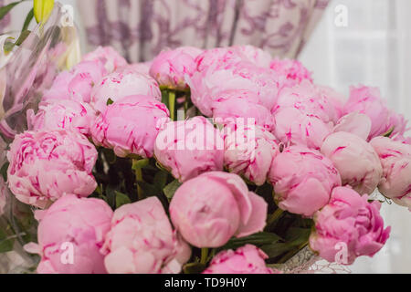 Hell blühenden Päonien Blüten mit Tautropfen auf Blütenblätter. rosa Knospe.. blühende Päonie oder Rosen Blumen close-up. Hochzeit Hintergrund, Valentinstag Stockfoto