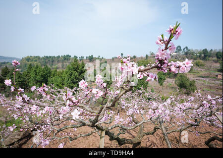 Chengdu Longquanyi Peach Blossom Heimatstadt Peach Blossoms in voller Blüte Stockfoto