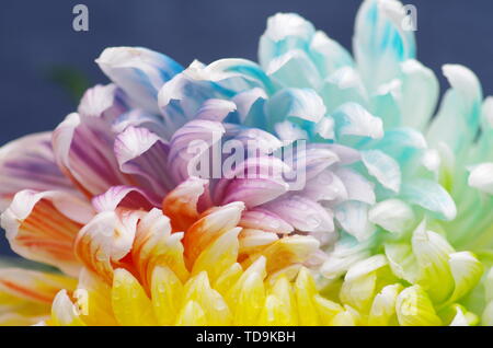 Chrysantheme in einer Vielzahl von Farben Stockfoto