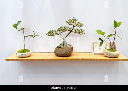 Bonsai Ausstellung Stockfoto