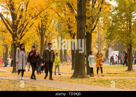 Ginkgo Allee, Chengdu Universität elektronische Wissenschaft und Technologie Stockfoto