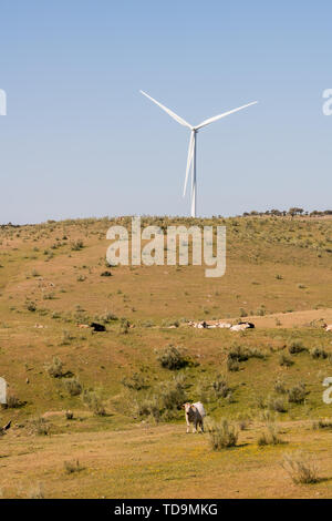 Windmühle auf einem klaren blauen Himmel in der Sierra del Merengue neben einer Weide mit Kühen in Plasencia. Stockfoto