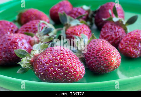 Auf einem Holztisch auf grünem Teller sind reif, Erdbeeren. In der Nähe vorgestellt. Stockfoto