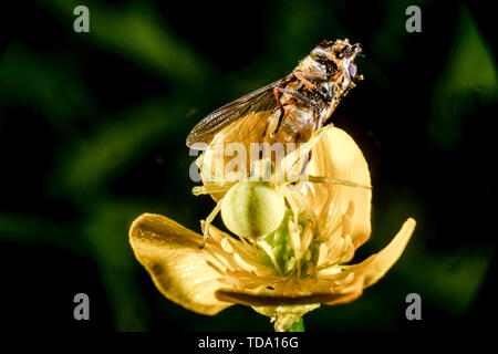 Gelbe Goldrute crab Spider auf einen gemeinsamen Buttercup mit einem Hoverfly Stockfoto