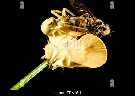 Gelbe Goldrute crab Spider auf einen gemeinsamen Buttercup mit einem Hoverfly Stockfoto