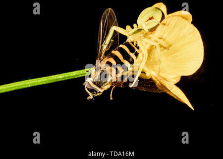 Gelbe Goldrute crab Spider auf einen gemeinsamen Buttercup mit einem Hoverfly Stockfoto