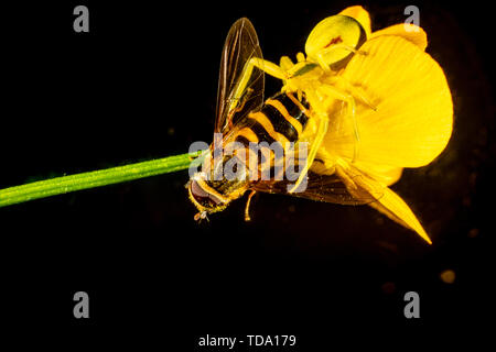 Gelbe Goldrute crab Spider auf einen gemeinsamen Buttercup mit einem Hoverfly Stockfoto