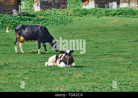 Eine Kuh sitzt auf dem Gras und posiert in einem From traditioneller Holzplateauhäuser. Aufgenommen auf dem Sal Plateau, Hochland im Nordosten der Türkei. Stockfoto