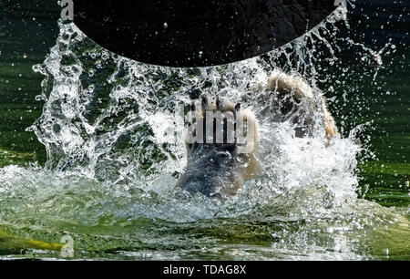 Berlin, Deutschland. 14 Juni, 2019. Nur die Pfote von Eisbär Tonja im Wasserbecken des Zoos gesehen werden kann, während die Eisbären spielt mit einer großen Scheibe im Wasser. Credit: Paul Zinken/dpa/Alamy leben Nachrichten Stockfoto