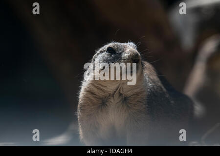 Berlin, Deutschland. 14 Juni, 2019. Eine schwarze-tailed prairie dog Uhren die Besucher in den Zoo. Credit: Paul Zinken/dpa/Alamy leben Nachrichten Stockfoto